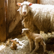 Mom & Lambs 9717
