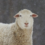 SBlodgettSheep1103-2