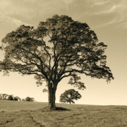 Sharon-Land-Trust-Trees-DSCN0768