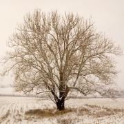 Sycamore-in-Winter