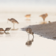 Shore Birds, Sanibel_54A1733
