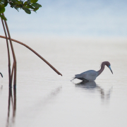 Little Blue Heron_54A2036