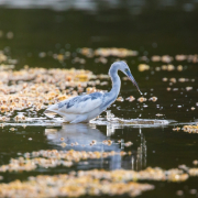 Little Blue Heron_54A2217