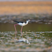 Black Necked Stilt, FL_54A2504