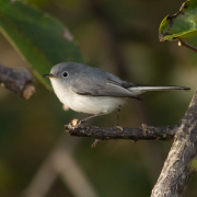 Blue Gray Gnat Catcher_54A3840