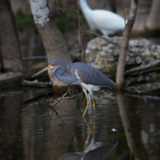 Tri-Colored Heron, Everglades_54A5861