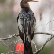 Anhinga, Everglades_54A5966