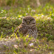 Burrowing Owl, Ft. Lauderdale 3383