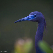 Little Blue Heron, FL 9104