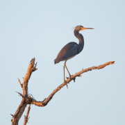 Tri-Colored Heron 1262