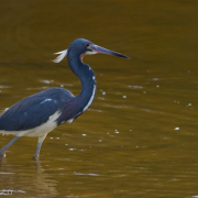 Tri-colored Heron 8819