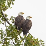 Bald Eagle Pair_54A0313