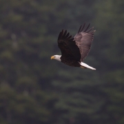 Bald Eagle, Deer Isle Maine_54A4871