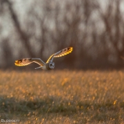 Short Eared Owl 54A5038
