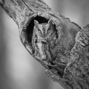 Screech Owl 33
