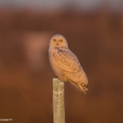 Snowy Owl on Post_54A7518