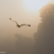Short Eared Owl Composite