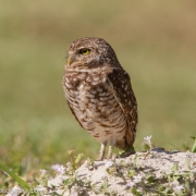 Burrowing Owl 3326
