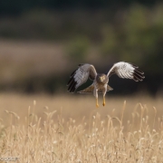 Northern Harrier 0399