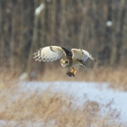 Short Eared Owl-21
