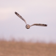 Short Eared Owl-25