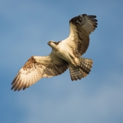 Osprey in Flight
