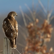 Red Tailed Hawk