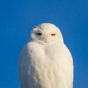 Male Snowy Owl 5