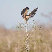 Red-Shouldered-Hawk-0473-2