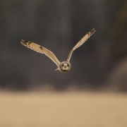 Short Eared Owl