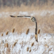 Short Eared Owl 0357