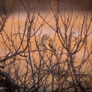 Short-Eared-Owl-0442
