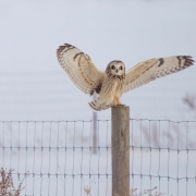 Short Eared Owl 0476