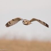 Short Eared Owl 9713