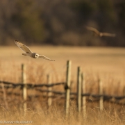 Short Eared Owls 0147