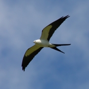 Swallow-Tail-Kite-1108