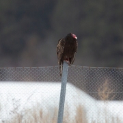 Turkey-Vulture-2662
