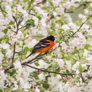 Baltimore-Oriole-0051