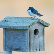 Tree Swallow, VA 170
