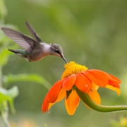 Hummer-with-Orange-Flower
