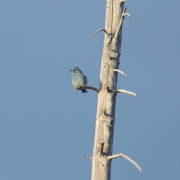 Mountain Bluebird 5440