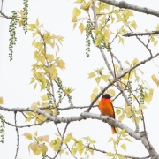 Oriole in Cottonwood  2136