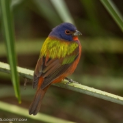 Painted Bunting 4137