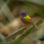 Painted Bunting 4161