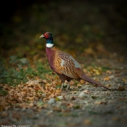 Pheasant 0282