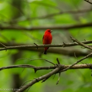 Scarlet Tanager Q54A1641