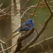 Blue Grosbeak Q54A2928