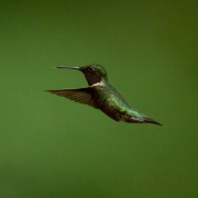 Ruby Throated Hummingbird Q54A3213
