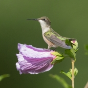 RT Hummingbird 8008