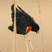 Red Winged Black Bird 9500